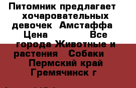 Питомник предлагает 2-хочаровательных девочек  Амстаффа › Цена ­ 25 000 - Все города Животные и растения » Собаки   . Пермский край,Гремячинск г.